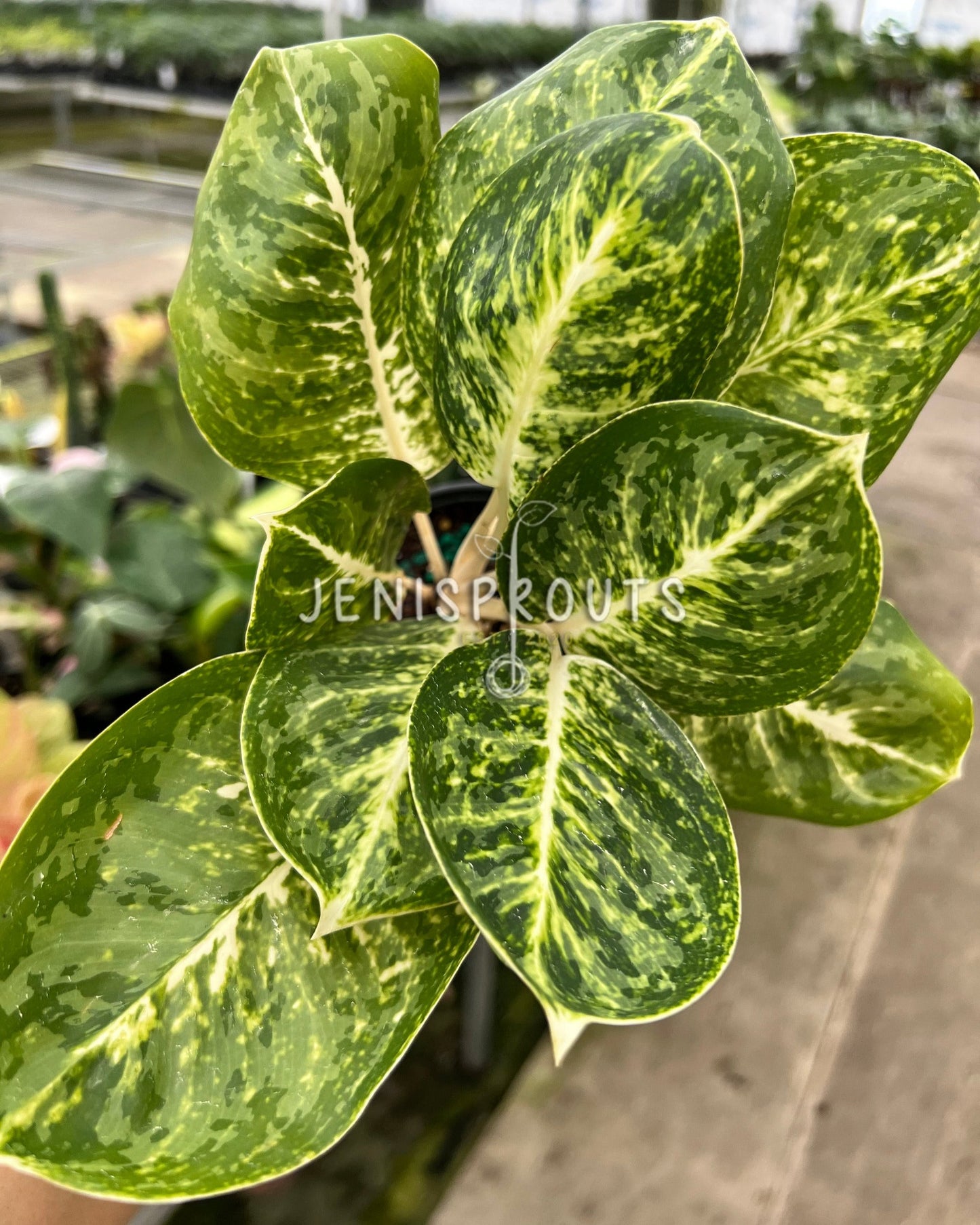 4" Aglaonema Green Papuma