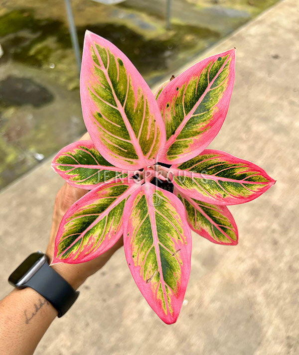 4” Aglaonema Lotus Delight