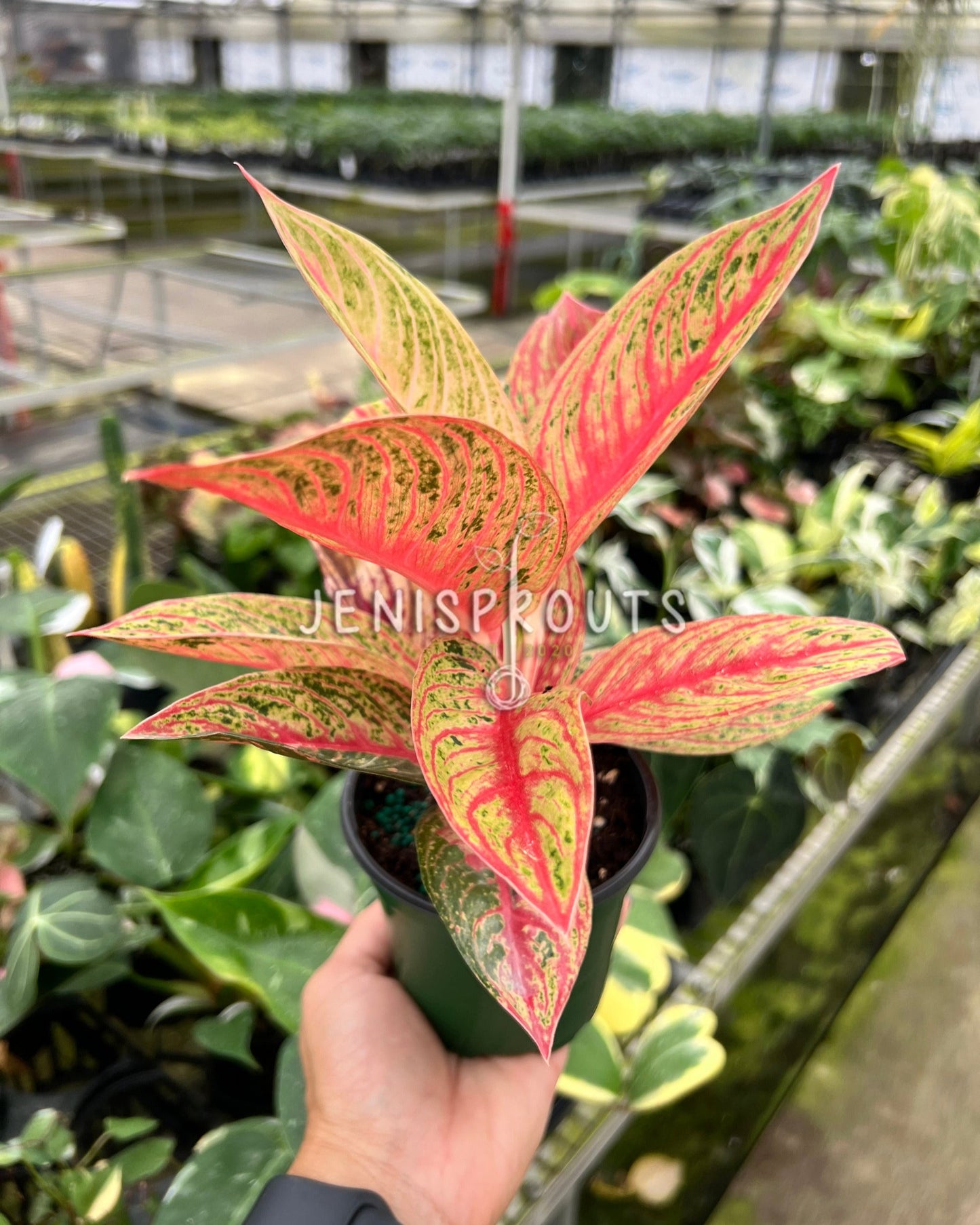 4" Aglaonema Red Legacy