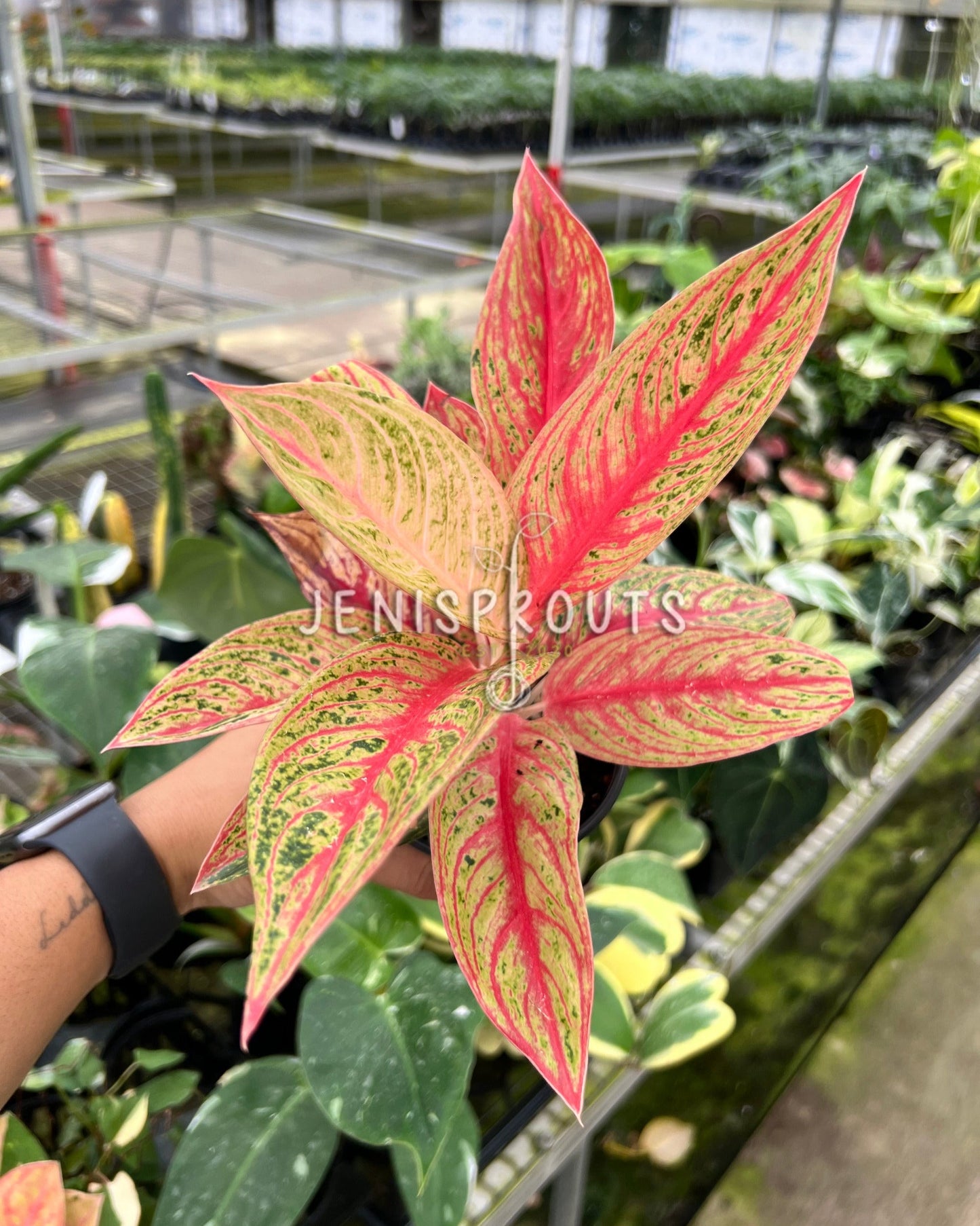 4" Aglaonema Red Legacy