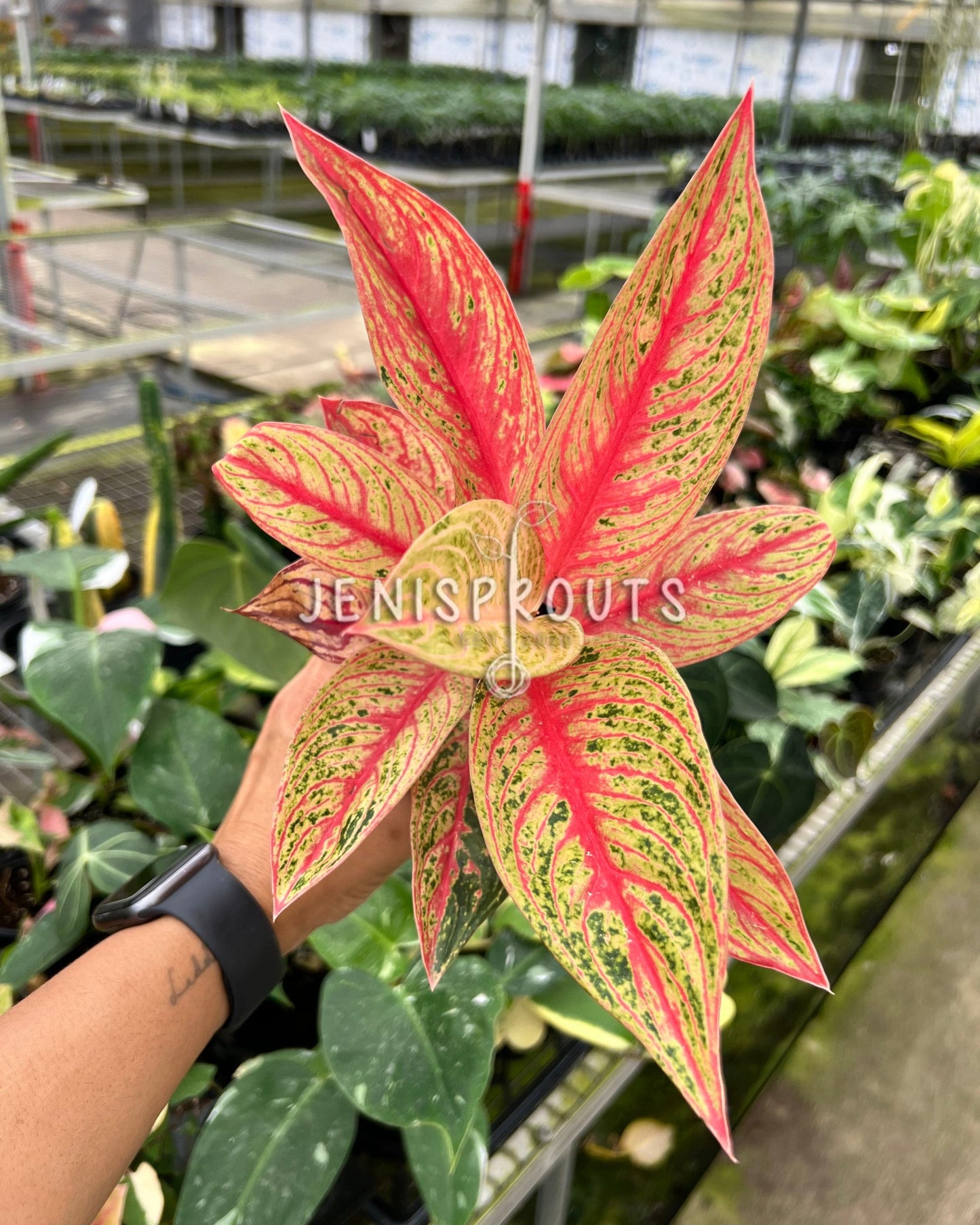 4" Aglaonema Red Legacy