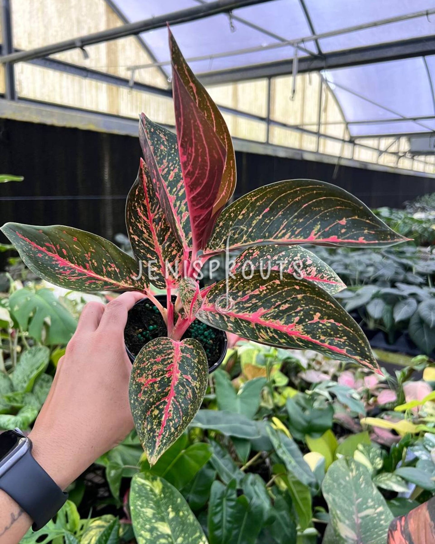 4" Aglaonema Red Legacy