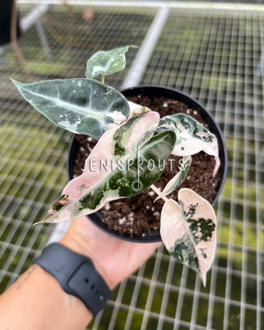 4" Alocasia Bambino Pink Variegated