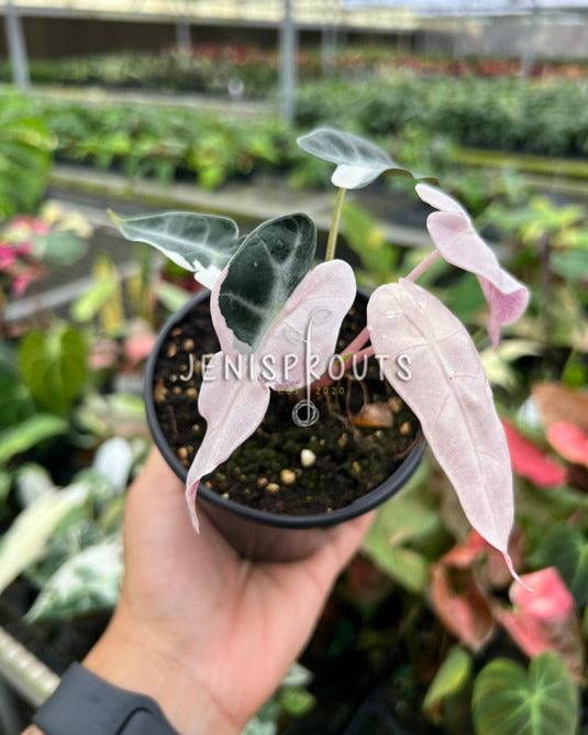 4" Alocasia Bambino Pink Variegated