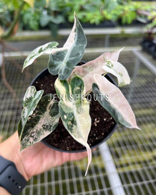 4" Alocasia Bambino Pink Variegated