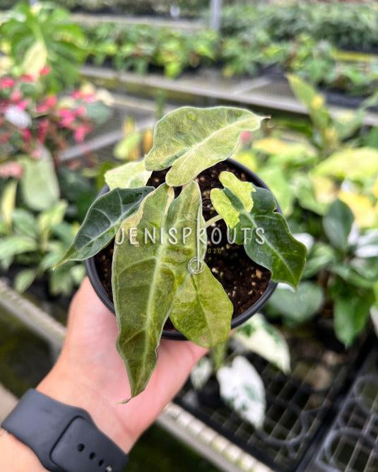 4" Alocasia Bambino Variegated