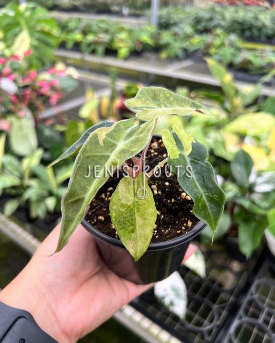 4" Alocasia Bambino Variegated