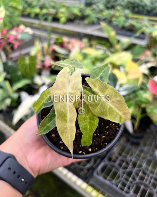 4" Alocasia Bambino Variegated