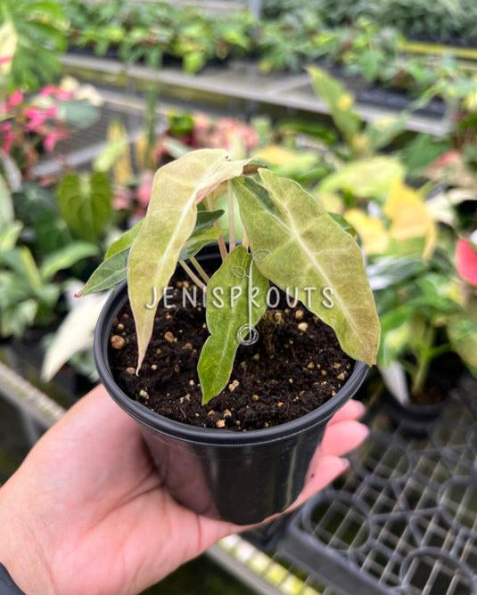 4" Alocasia Bambino Variegated