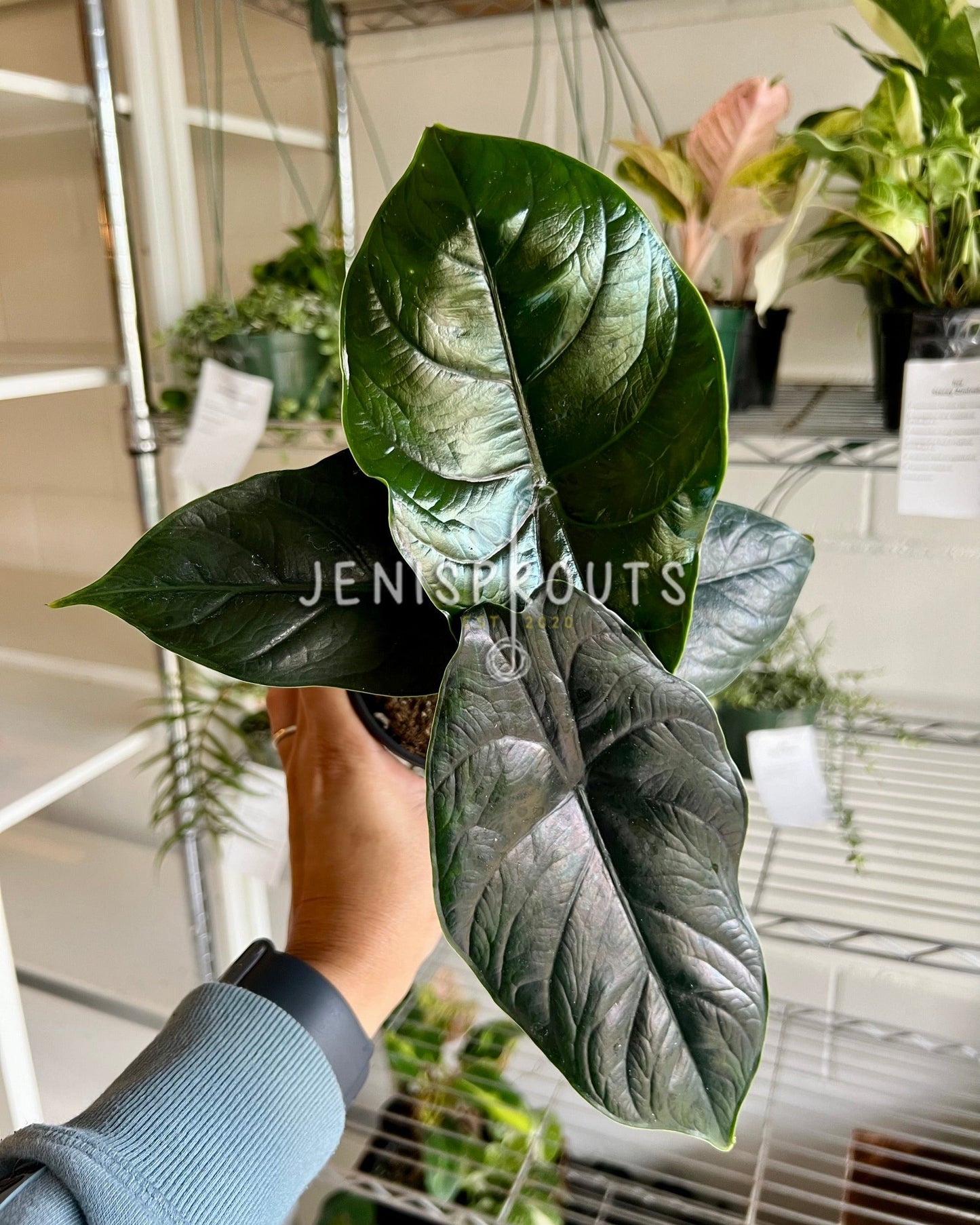 4" Alocasia Green Unicorn
