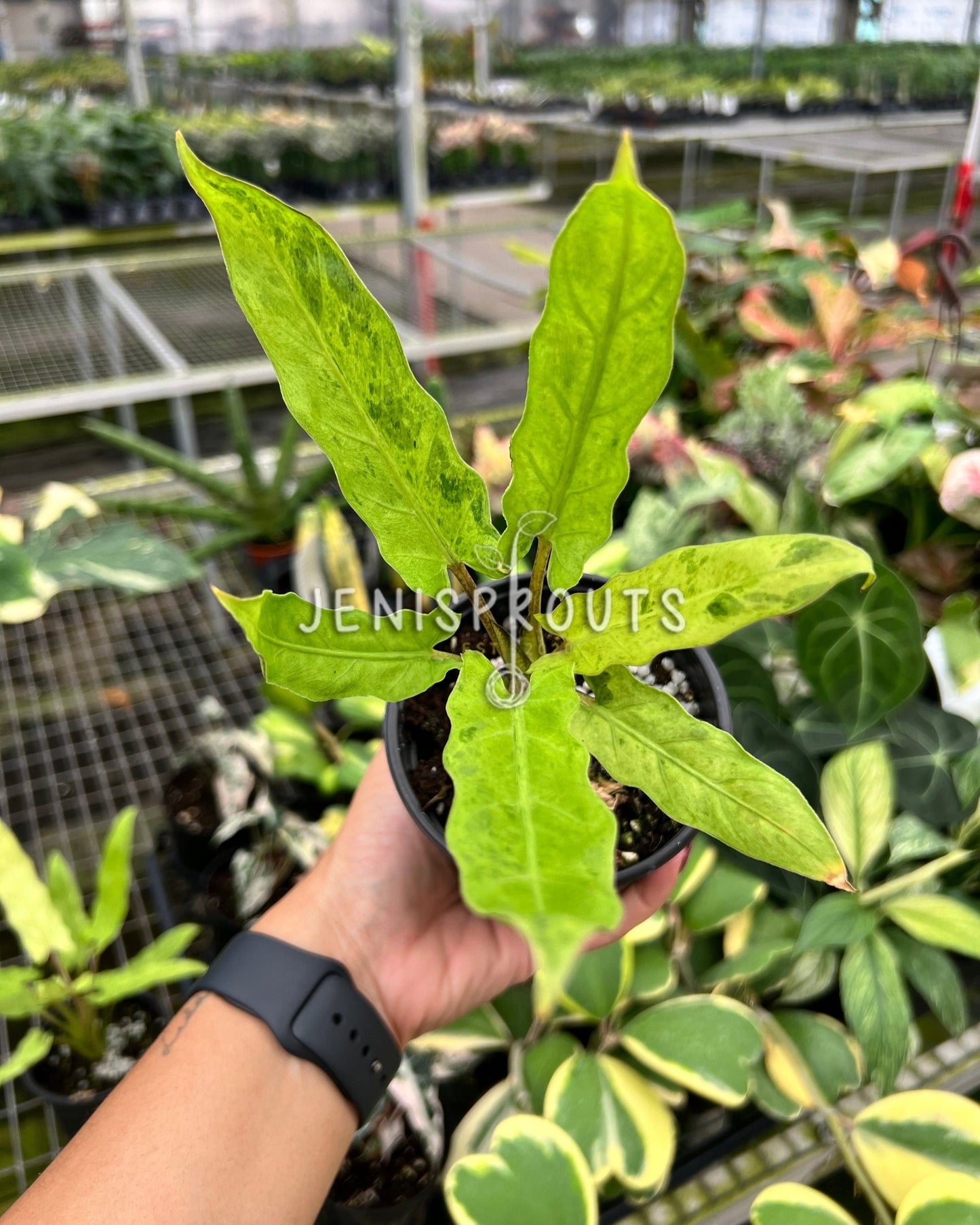 4" Alocasia Lauterbachiana Variegated