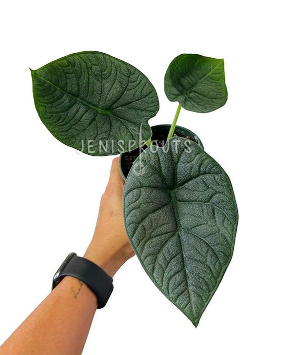 4" Alocasia Melo