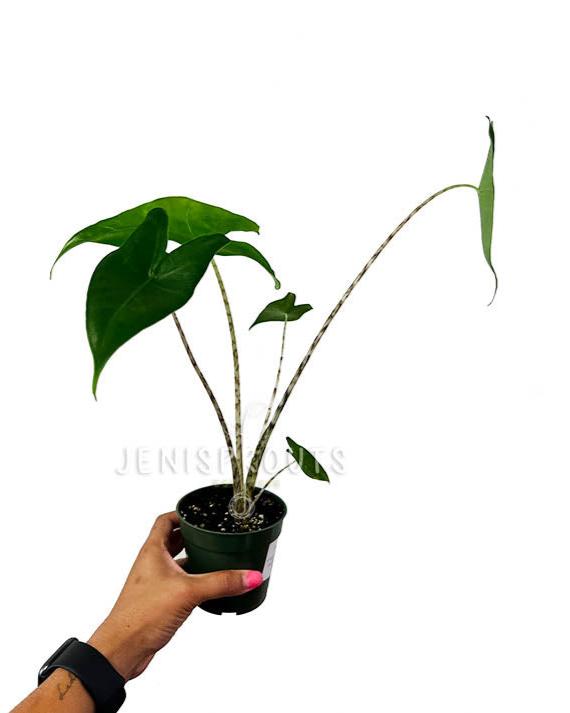 4" Alocasia Zebrina
