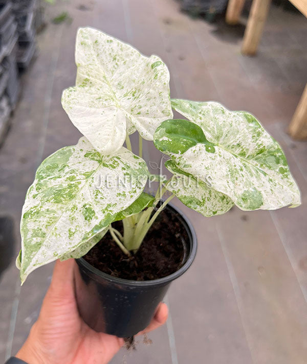 4" Alocasia Batik Variegated