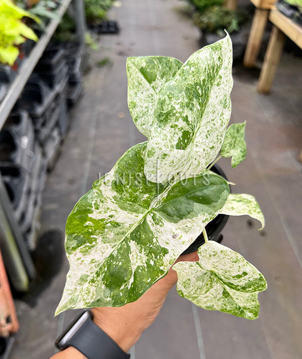 4" Alocasia Batik Variegated