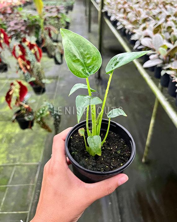4" Alocasia Tiny Dancer