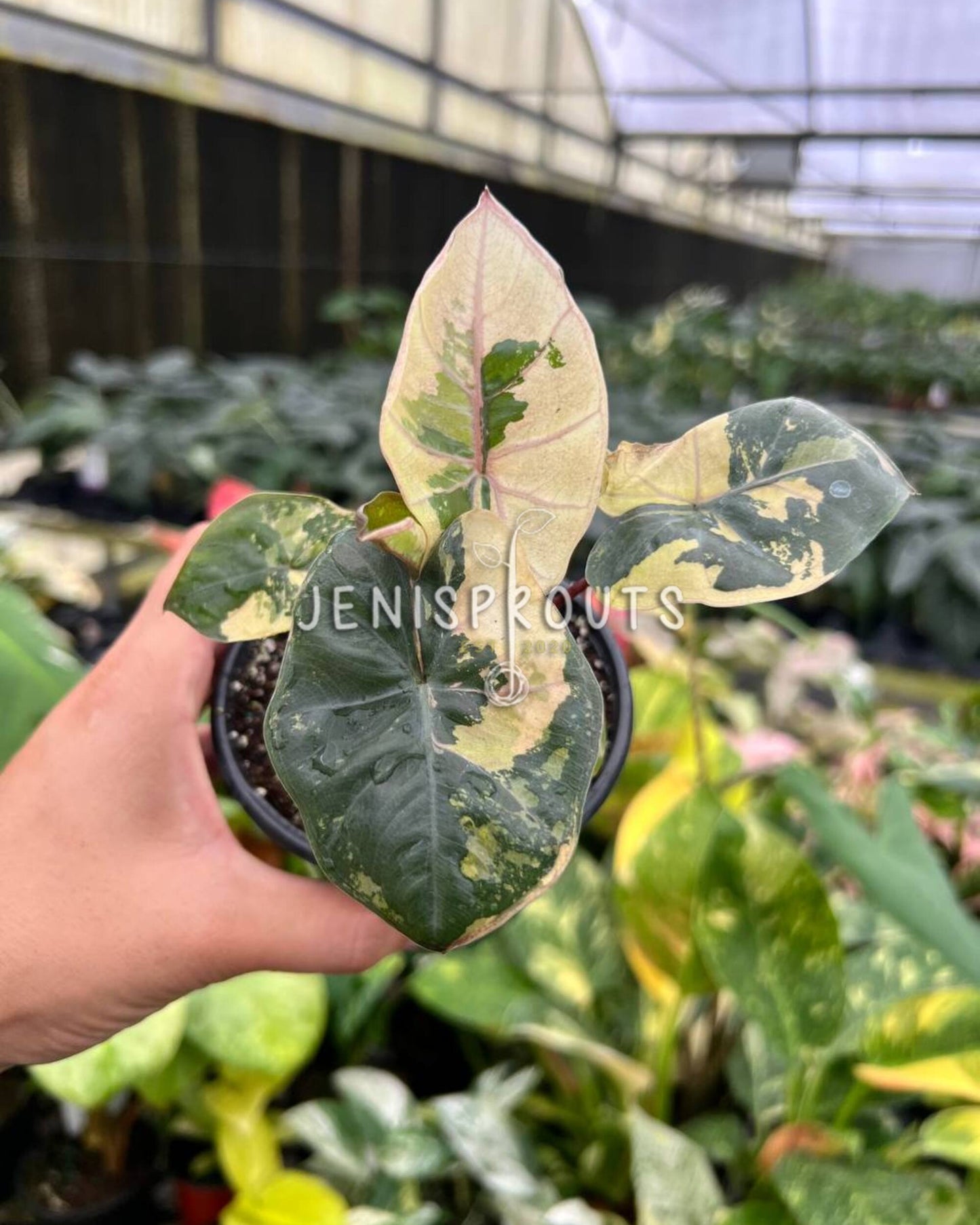 4" Alocasia Yucatan Princess