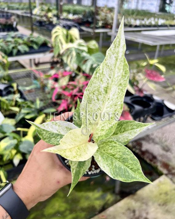 4" Anthurium Hookeri Variegated