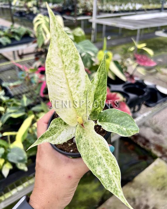 4" Anthurium Hookeri Variegated