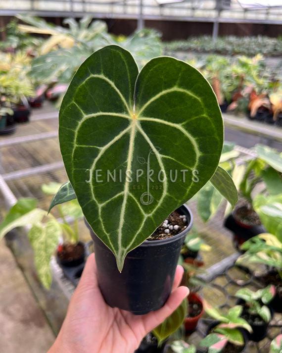 anthurium clarinervium florida 4" Anthurium Clarinervium