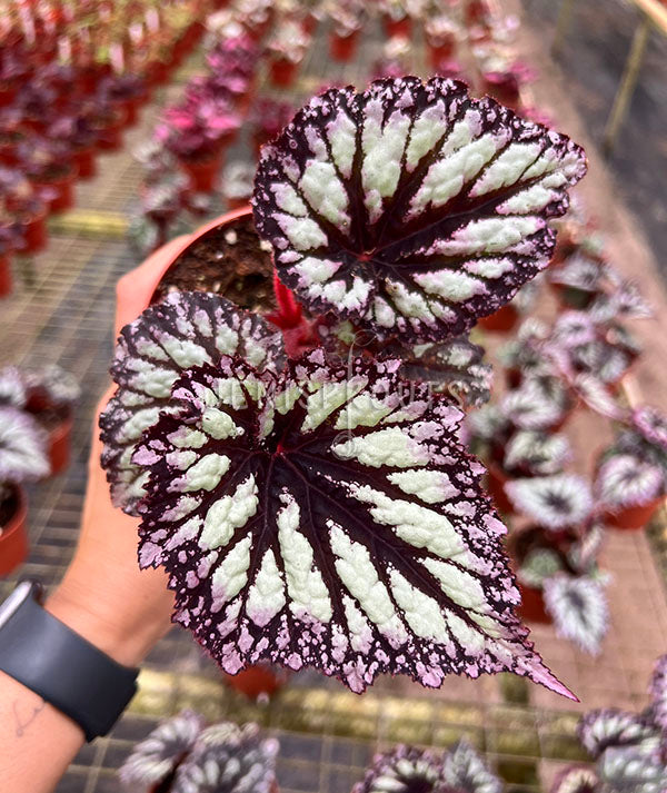 4" Begonia Harmony’s Starry Night