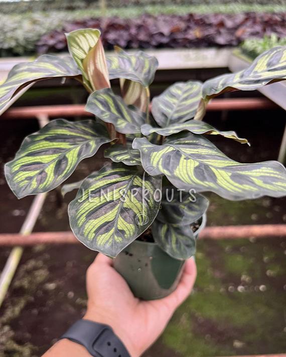 4" Calathea Makoyana