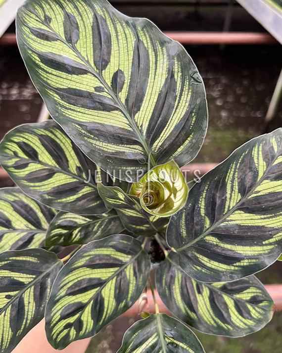4" Calathea Makoyana