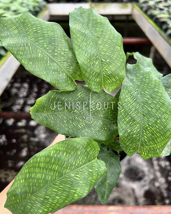 4" Calathea Musaica