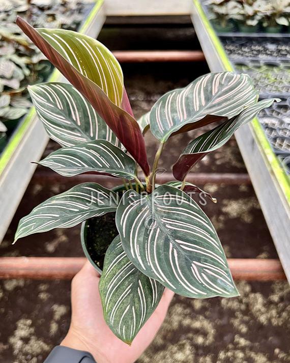 4" Calathea Ornata