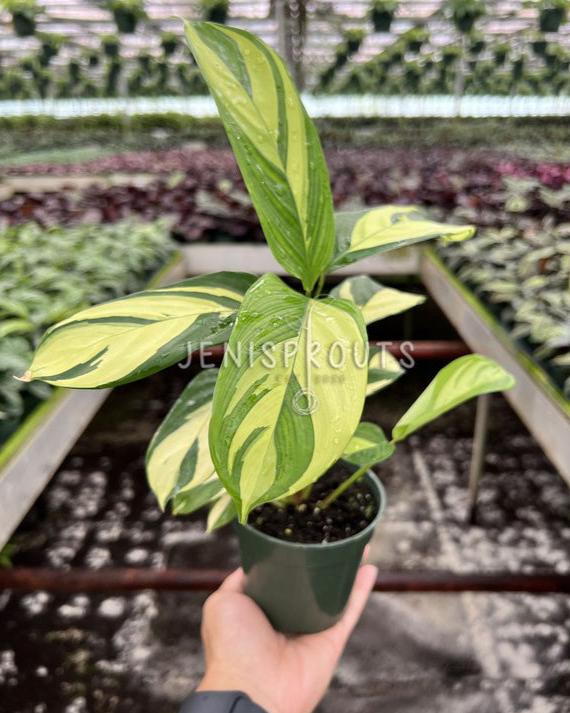 4" Calathea Pilosa