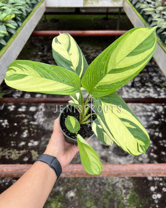4" Calathea Pilosa