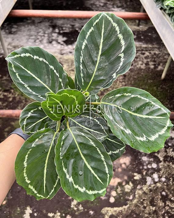 4" Calathea Roseopicta Green Lipstick