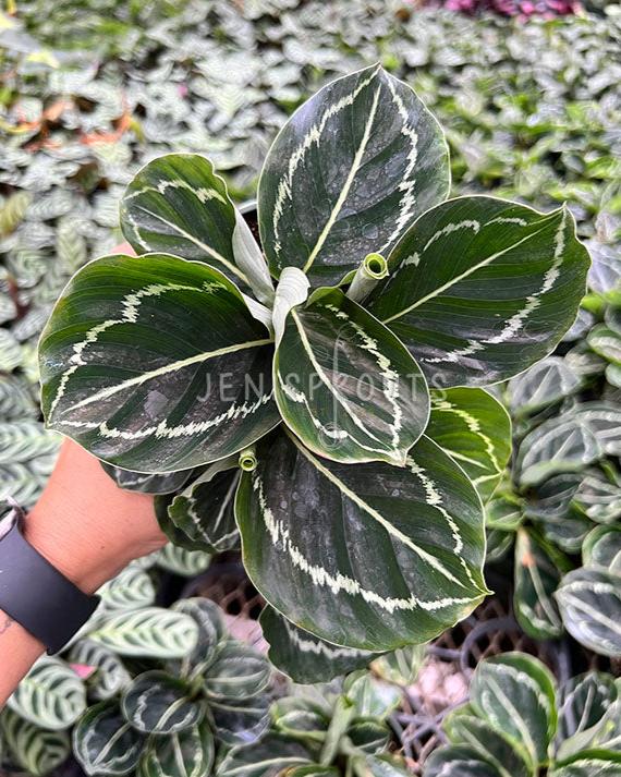 4" Calathea Roseopicta Green Lipstick