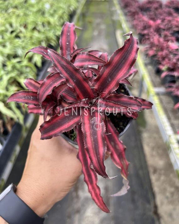 4" Cryptanthus Earth Star