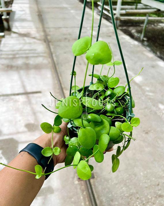 5” Dischidia Platyphylla