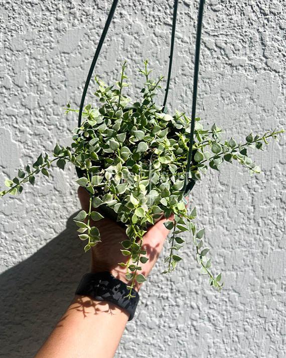 5" Dischidia Million Hearts Variegated (Hanging Basket)