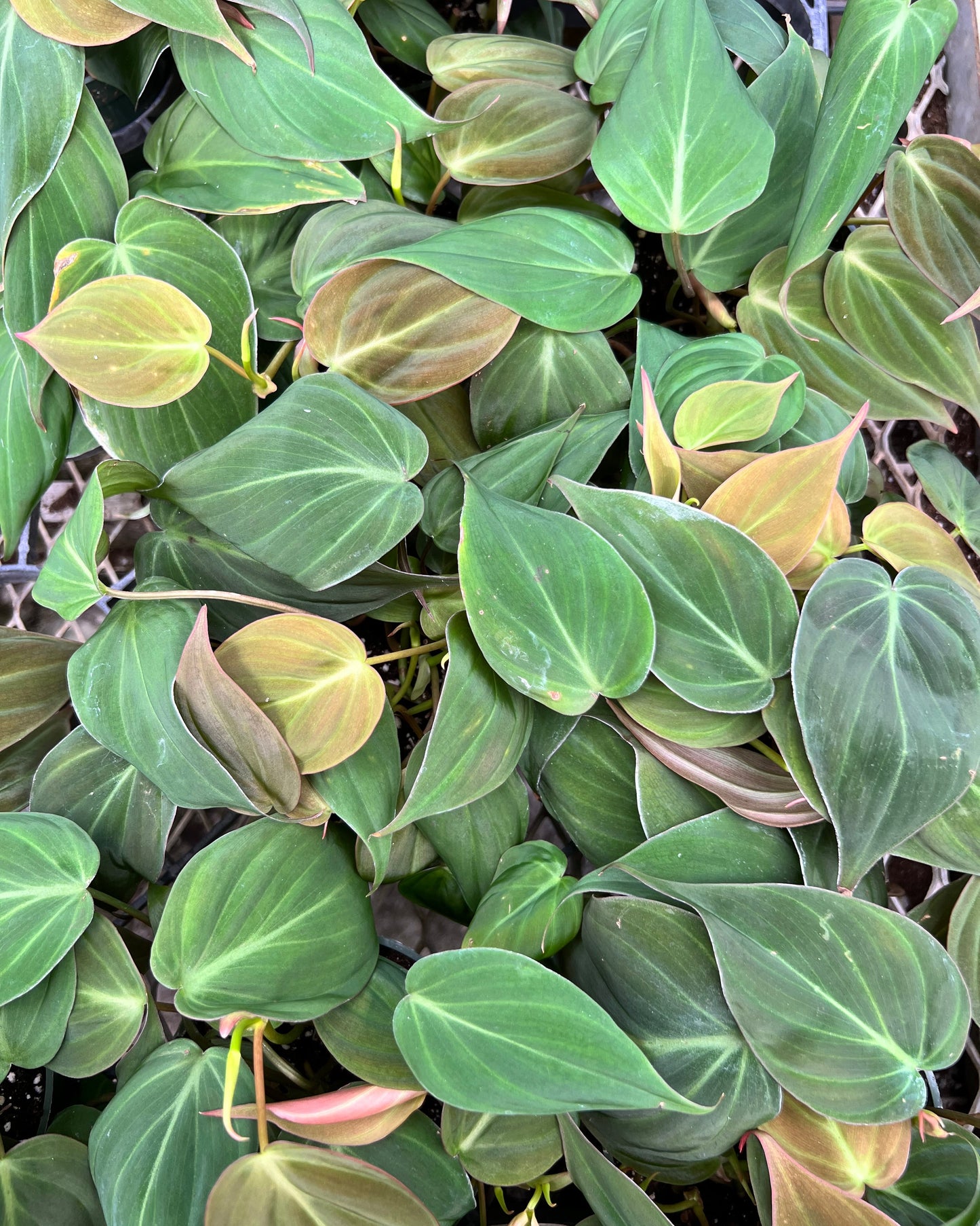 4" Philodendron Micans