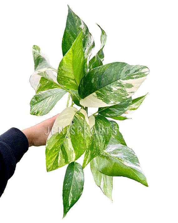 4" Epipremnum Pinnatum Albo Variegated