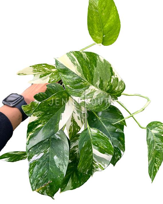 4" Epipremnum Pinnatum Albo Variegated