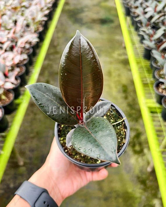 4" Ficus Elastica Burgundy (Rubber Plant)