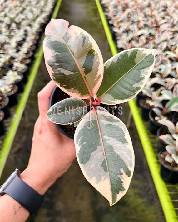 4" Ficus Elastica Tineke (Rubber Plant)