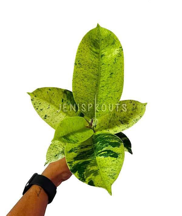 4" Ficus Moonshine Variegated 'Shivereana'
