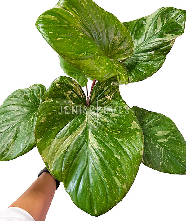 6" Homalomena Rubescens Variegated