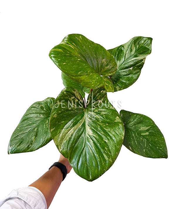 6" Homalomena Rubescens Variegated