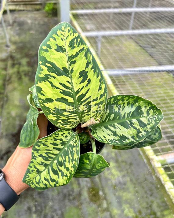 4" Homalomena Camouflage