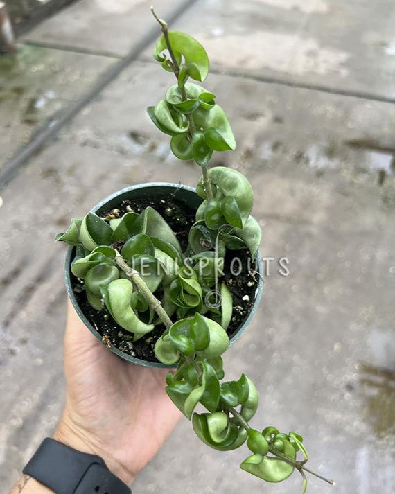 4" Hoya Compacta