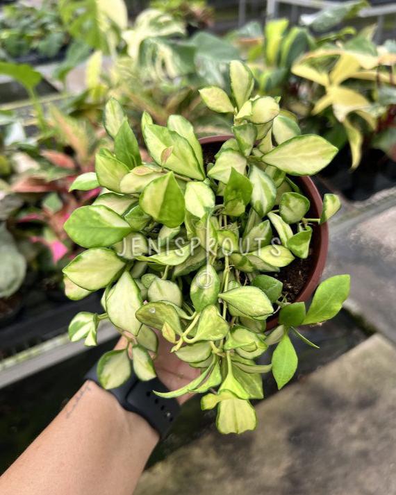 4" Hoya Heuschkeliana Variegata