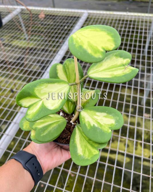 4" Hoya Kerrii Inner Variegated (Sweetheart Plant)