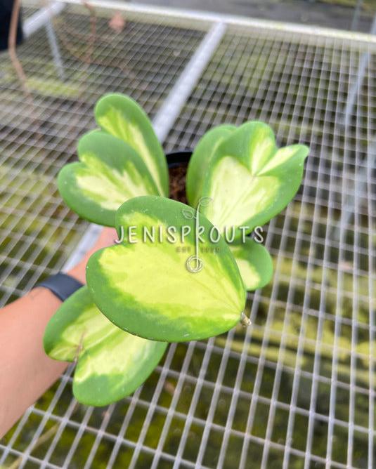 4" Hoya Kerrii Inner Variegated (Sweetheart Plant)