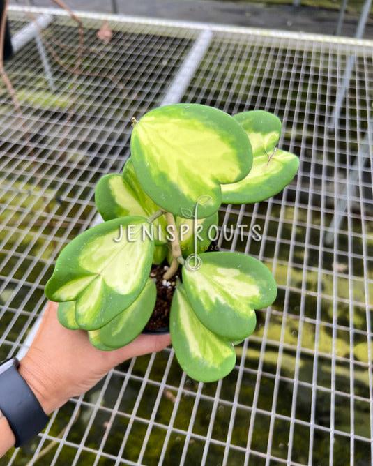 4" Hoya Kerrii Inner Variegated (Sweetheart Plant)